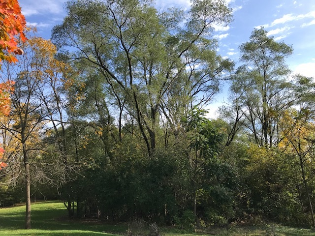 1047 Plank Road Naperville, Illinois 60563 - Image 40