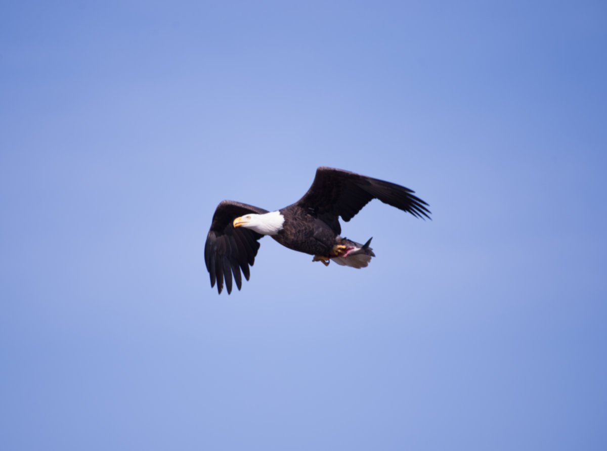 Burlington -