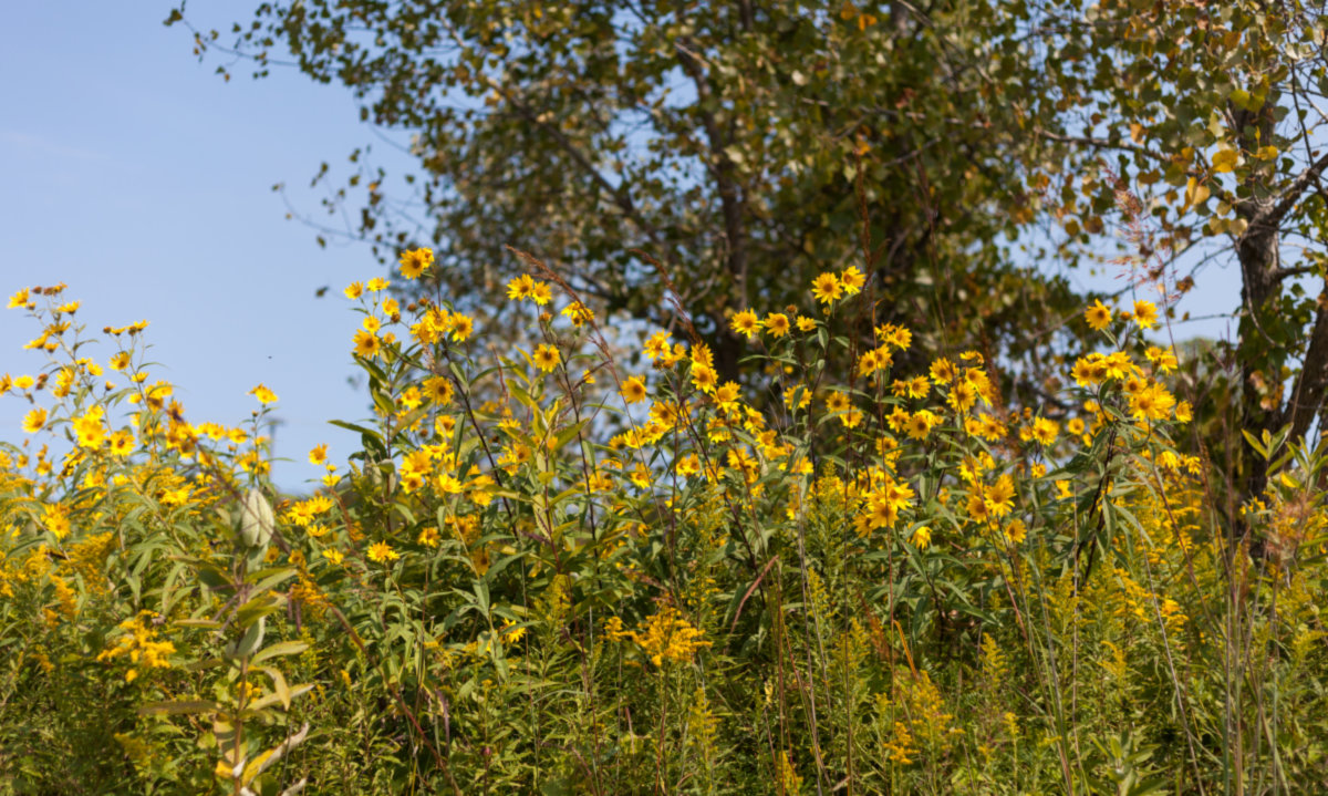 Des Plaines -