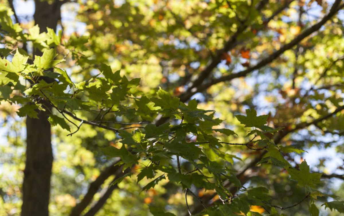 Evanston -
