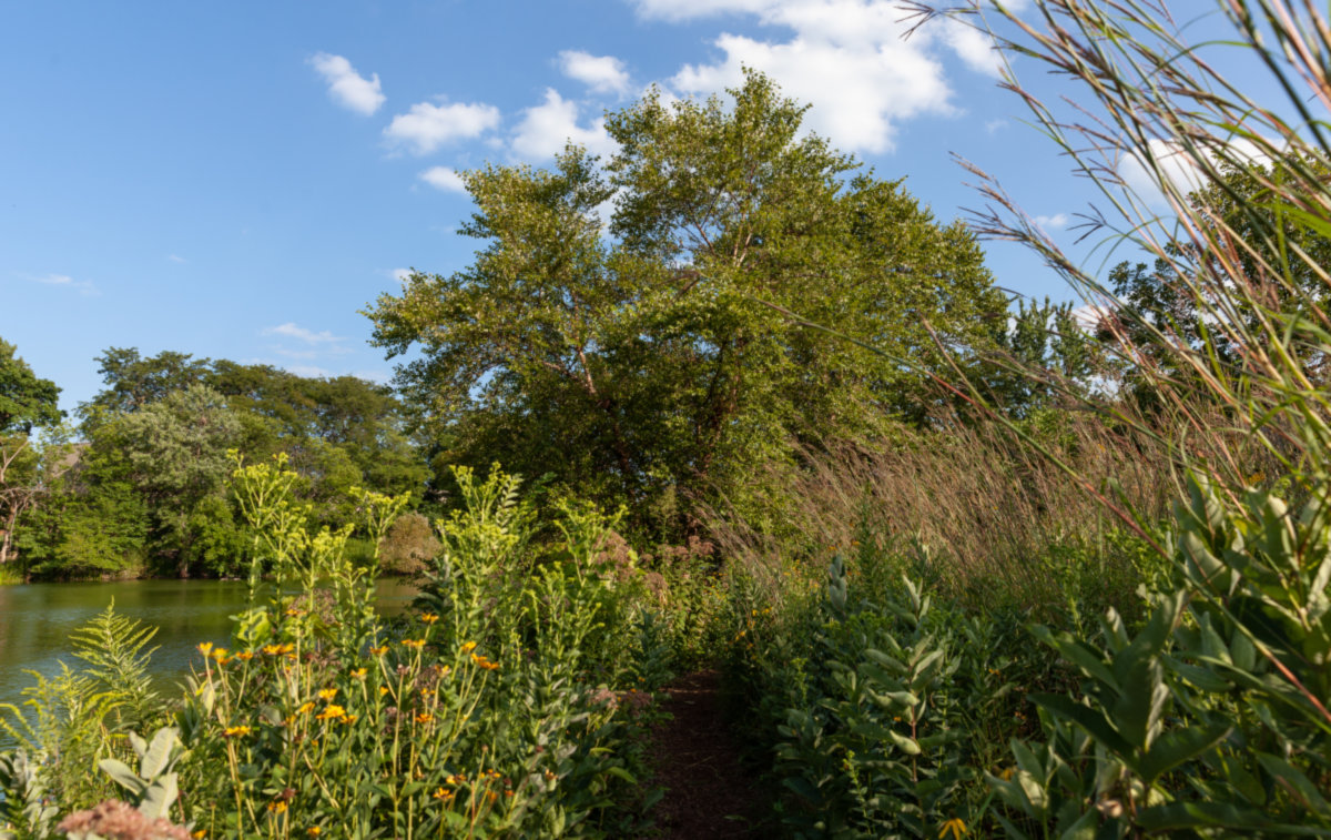 Lincoln Park -