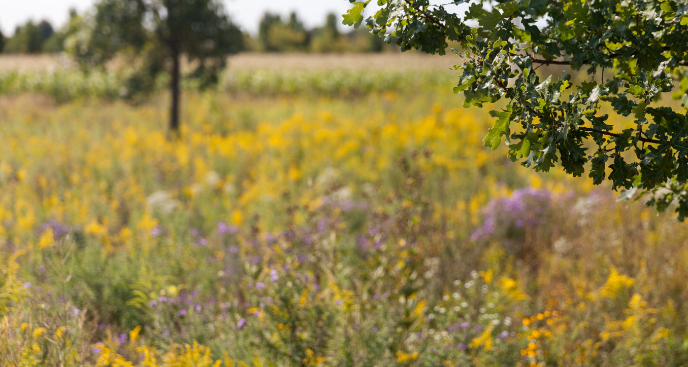 Naperville -