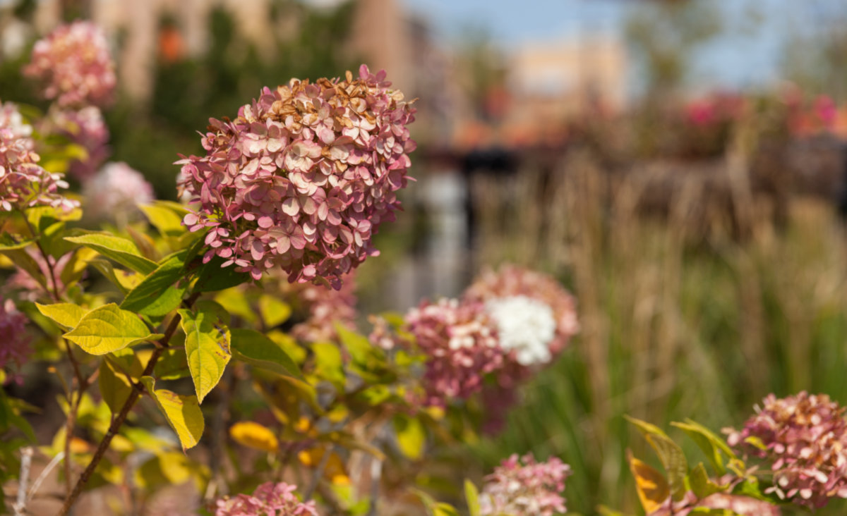 Naperville -