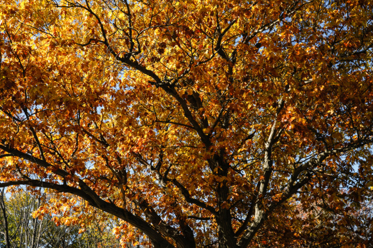 Northbrook -