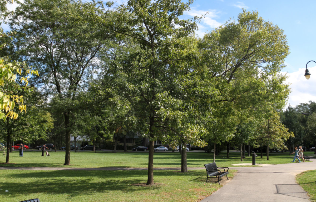 Old Irving Park -
