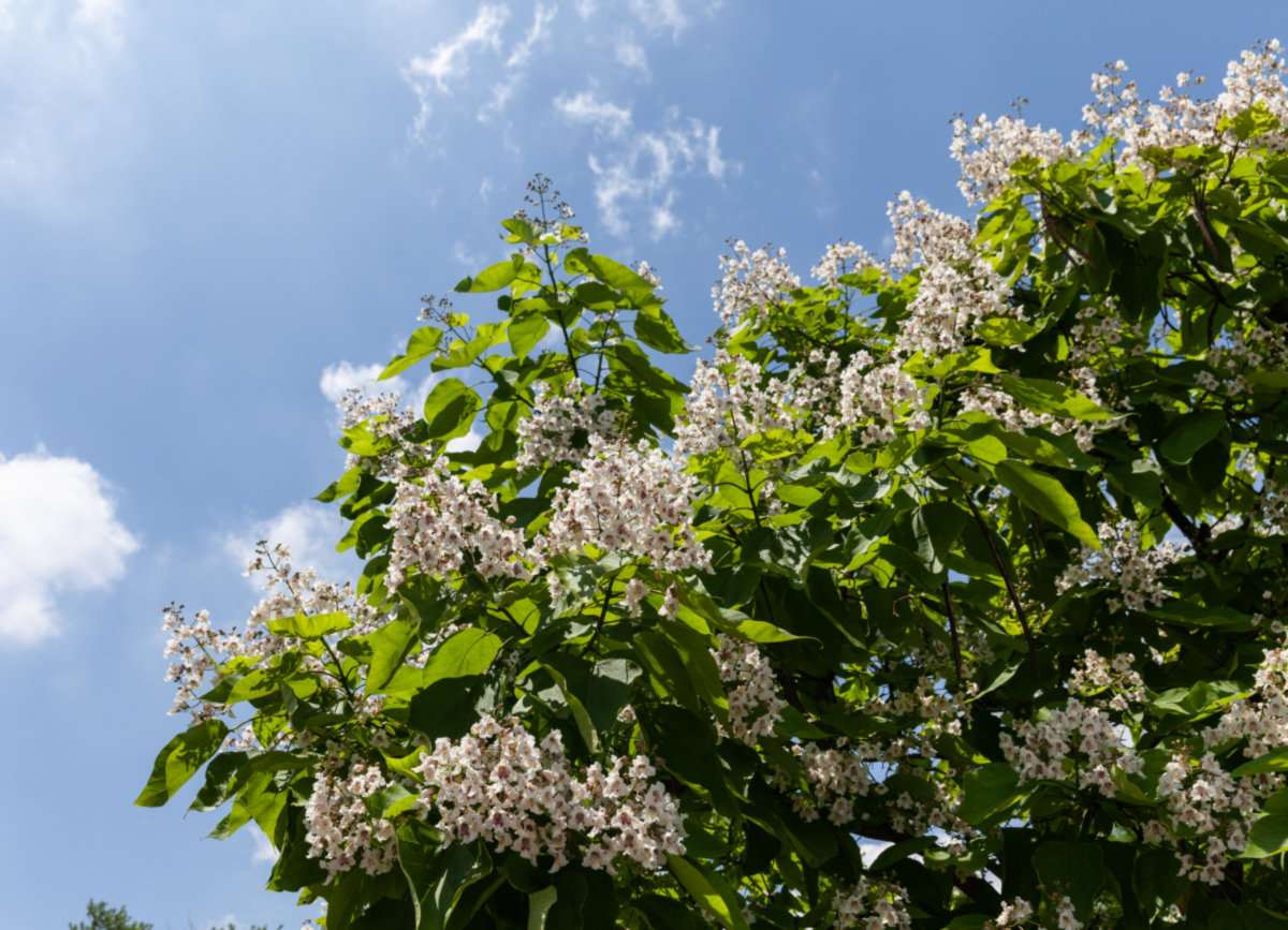 Old Norwood Park -