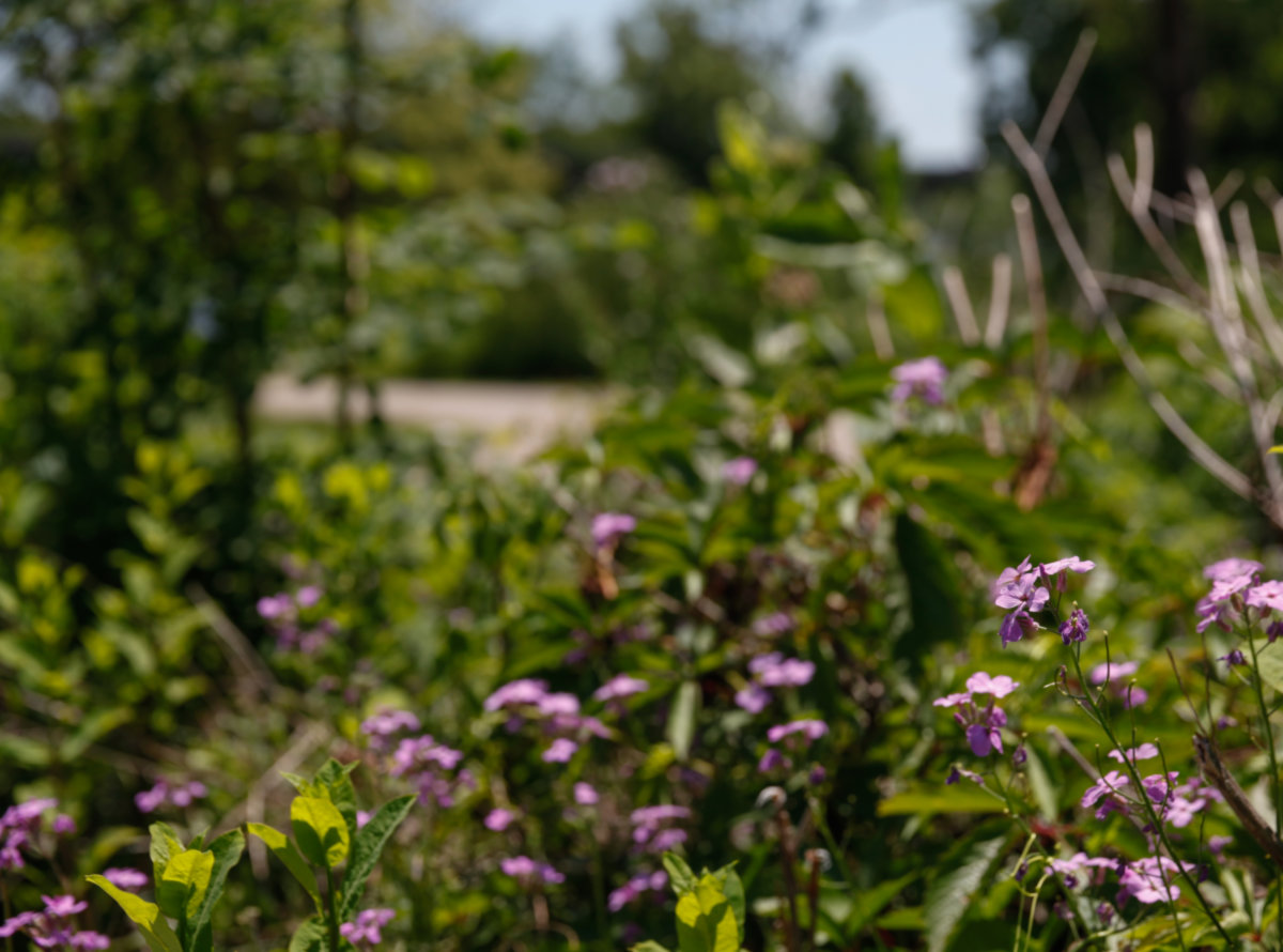 Old Norwood Park -