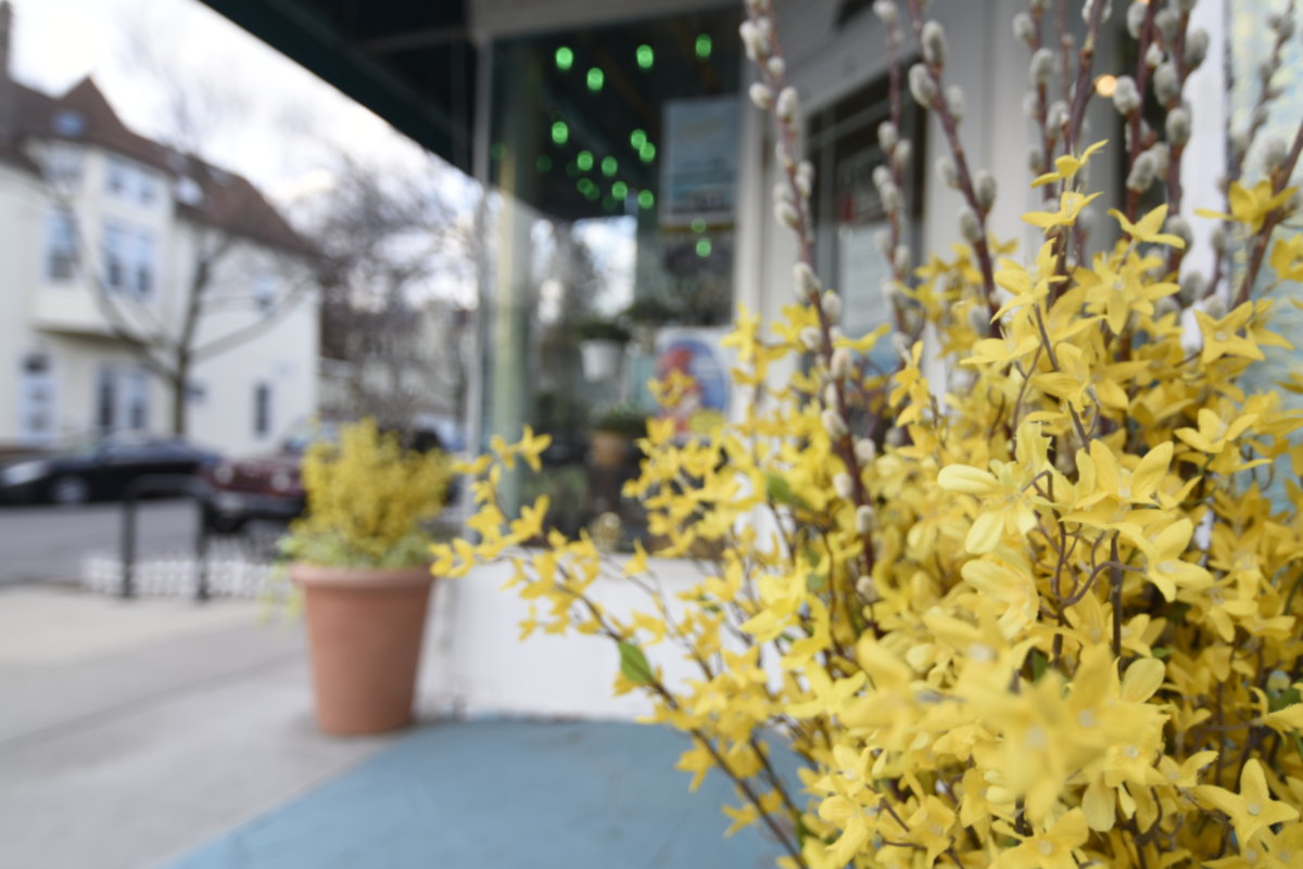 Roscoe Village -